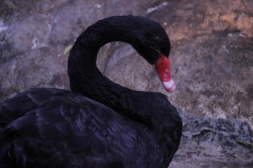 Fototapeta premium colombia