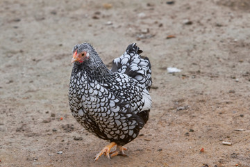 Plymouth rock chicken