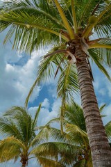 Obraz premium coconut palm tree and blue sky