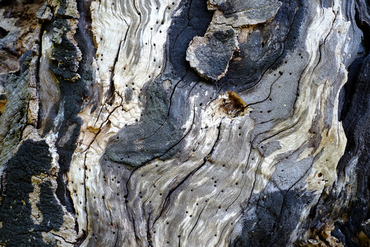 Formen der Natur an einem Baumstamm