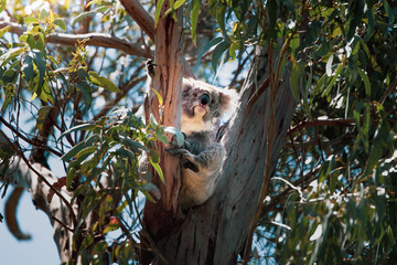 Koala en un árbol en Australia. Vida silvestre en Great Ocean Road, Victoria.