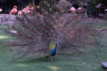 Obraz premium colombia