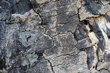 Die Schönheit im Verfall eines alten Baumstamms