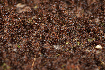 ANT WAR