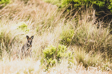 Great Ocean Road, Australia