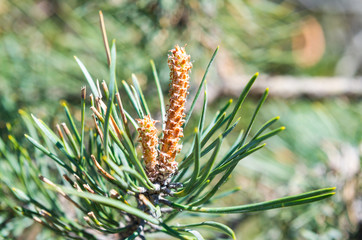 new growth in pine