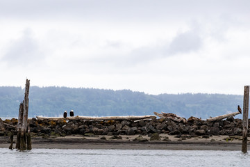 Two Bald Eagles Sit on A Driftwood Log on Jetty Island