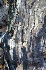 Muster an einem Baumstumpf