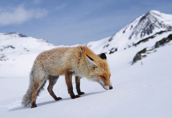 Fototapeta premium Wild fox in winter natural habitat