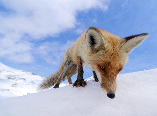 Image of a wild fox in winter natural habitat