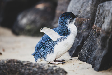 Pingüino azul