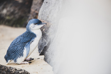 Pingüino azul
