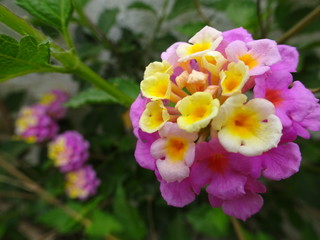 Pink and Yellow Lantana Flower Plant