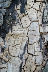 Alternder Baumstamm im Wald