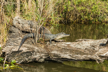 Alligator at rest on fallen tree log deep in the Louisiana bayou