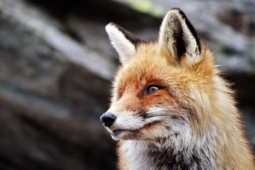 Volpe rossa