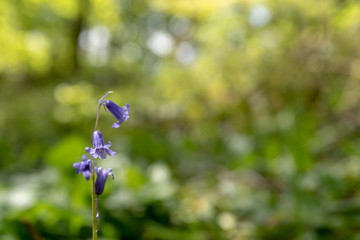 Brightly colored sunlit purple bluebell flowers against a natural green background, using a shallow depth of field..