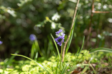 Brightly colored sunlit purple bluebell flowers against a natural green background, using a shallow depth of field..