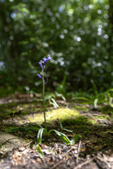 Brightly colored sunlit purple bluebell flowers against a natural green background, using a shallow depth of field..