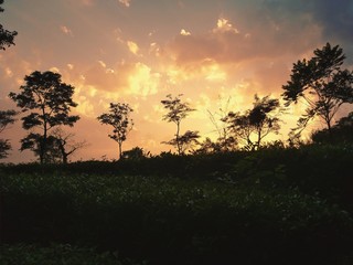 Obraz premium Sunset view from tea garden palampur