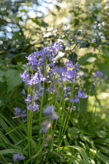 Brightly colored sunlit purple bluebell flowers against a natural green background, using a shallow depth of field..