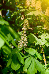 Branch chestnut closeup. White chestnut flowers photographed against the background of lush green leaves