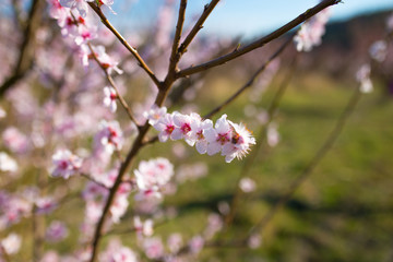 sweet peach blossoms in early spring