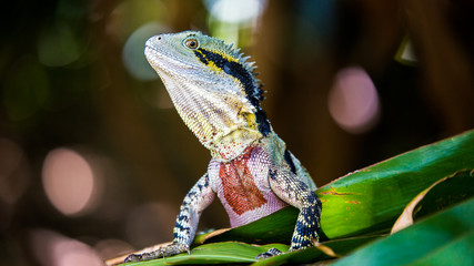 Iguana 
