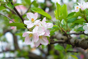 Beautiful Apple flower blossom blooms in garden plantation