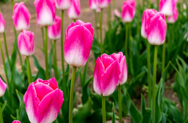 Obraz premium pink tulips in the garden