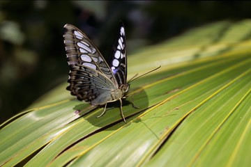 butterfly on palm leaves