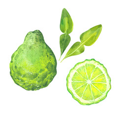 watercolor bergamot fruits - obrazy, fototapety, plakaty