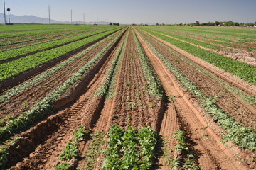 Fototapeta na wymiar Arizona harvest of radish field