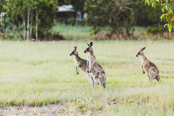 Canguro en Australia