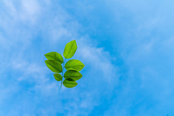Green leaves flow up to blue sky with cloud