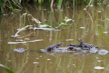 Baby crocodiles