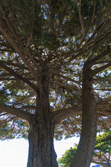 Natural and animals in Phillip Island