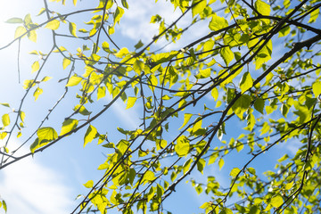 Birch branches in young foliage against the sky.