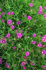 Fototapeta premium Beautiful Close up Portulaca flowers in the garden 
