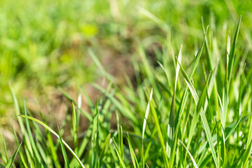 Shoots young green grass in the park. Soft focus.