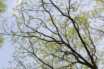 oak branches with spring leaves on blue sky