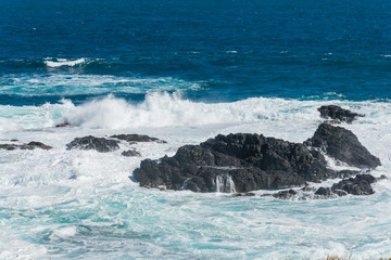 Natural and animals in Phillip Island