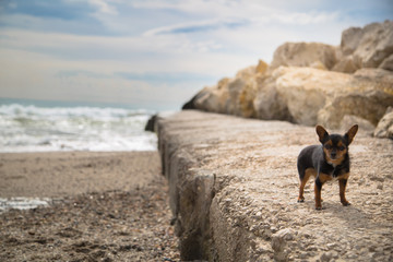 Chihuahua en playa