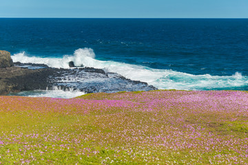 Natural and animals in Phillip Island