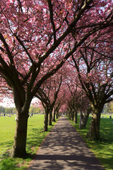 Alley of Cherry blossom trees, the Meadows, Edinburgh, Scotland.