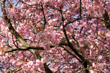Cherry blossom trees, Edinburgh, Scotland.