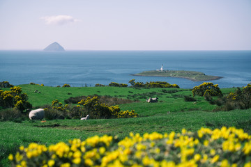 Sheep on the grass in Kildonan, Isle of Arran, Scotland.