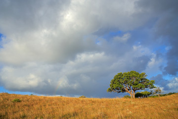 African savannah landscape with trees in grassland with a cloudy sky, South Africa.