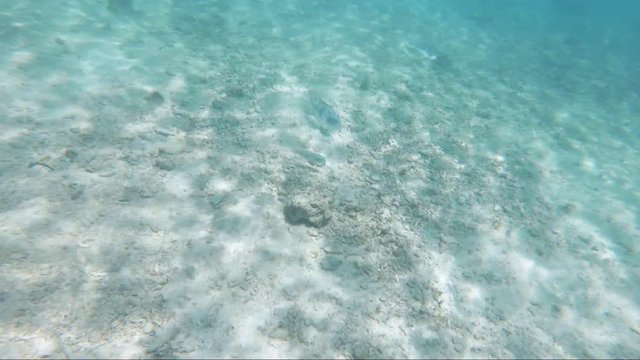 Stunning gopro footage of a small tropical fish moving around the ocean floor in the clear waters of the Philippines.