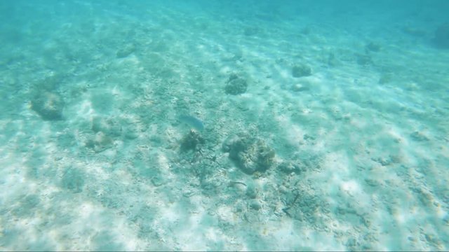 Gorgeous wide angle shot of a small fish swimming around the ocean floor in the gorgeous, clear waters of the Philippines.